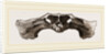 Skull of Matamata back view by Anonymous