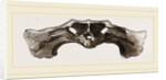 Skull of Matamata back view by Anonymous