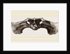 Skull of Matamata back view by Anonymous