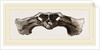 Skull of Matamata back view by Anonymous