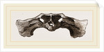Skull of Matamata back view by Anonymous