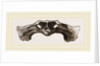 Skull of Matamata back view by Anonymous