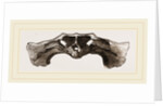 Skull of Matamata back view by Anonymous