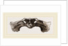 Skull of Matamata back view by Anonymous