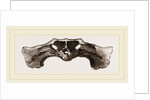 Skull of Matamata back view by Anonymous
