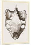 Skull of Indian Tortoise from above by Anonymous