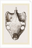 Skull of Indian Tortoise from above by Anonymous