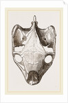 Skull of Indian Tortoise from above by Anonymous