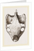 Skull of Indian Tortoise from above by Anonymous