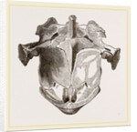 Skull of Matamata from below by Anonymous