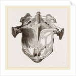 Skull of Matamata from below by Anonymous