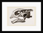 Skull of Indian Tortoise by Anonymous