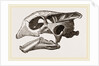 Skull of Indian Tortoise by Anonymous