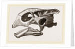 Skull of Indian Tortoise by Anonymous