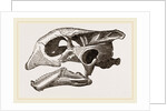 Skull of Indian Tortoise by Anonymous