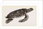 Hawk's bill Turtle by Anonymous