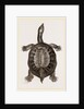 American River-Tortoise by Anonymous
