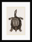 American River-Tortoise by Anonymous