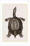 American River-Tortoise by Anonymous