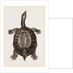 American River-Tortoise by Anonymous