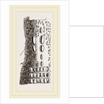 Cervical Plates of Pike-nosed Caiman by Anonymous