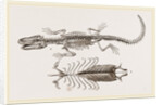 Skeleton and Sternum of Pike nosed Caiman or Alligator by Anonymous