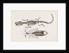 Skeleton and Sternum of Pike nosed Caiman or Alligator by Anonymous