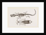 Skeleton and Sternum of Pike nosed Caiman or Alligator by Anonymous