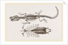Skeleton and Sternum of Pike nosed Caiman or Alligator by Anonymous