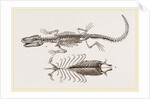Skeleton and Sternum of Pike nosed Caiman or Alligator by Anonymous