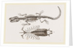 Skeleton and Sternum of Pike nosed Caiman or Alligator by Anonymous