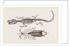 Skeleton and Sternum of Pike nosed Caiman or Alligator by Anonymous