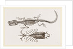 Skeleton and Sternum of Pike nosed Caiman or Alligator by Anonymous