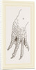 Hind-Leg of Caiman by Anonymous
