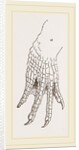 Hind-Leg of Caiman by Anonymous