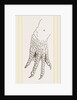 Hind-Leg of Caiman by Anonymous