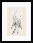 Hind-Leg of Caiman by Anonymous