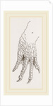 Hind-Leg of Caiman by Anonymous