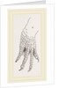 Hind-Leg of Caiman by Anonymous