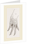 Hind-Leg of Caiman by Anonymous