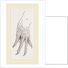 Hind-Leg of Caiman by Anonymous