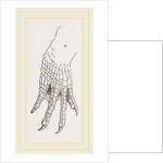 Hind-Leg of Caiman by Anonymous