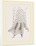 Hind-Leg of Crocodile by Anonymous