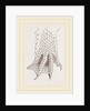 Hind-Leg of Crocodile by Anonymous