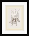 Hind-Leg of Crocodile by Anonymous