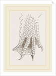Hind-Leg of Crocodile by Anonymous