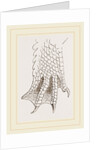 Hind-Leg of Crocodile by Anonymous