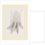 Hind-Leg of Crocodile by Anonymous