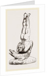 Egyptian Tumbler on Crocodile, Egypt by Anonymous