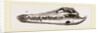 Skull of Crocodile and Caiman by Anonymous